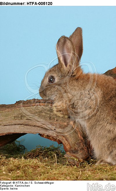 Kaninchen / rabbit / HTFA-005120