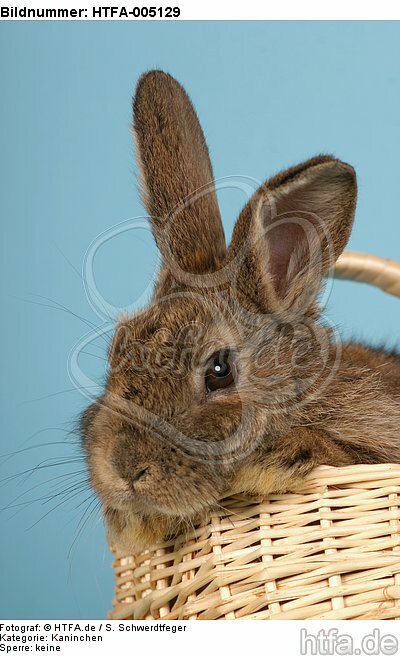 Kaninchen / rabbit / HTFA-005129