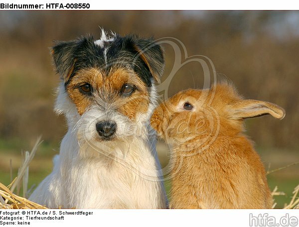Parson Russell Terrier und Zwergkaninchen / prt and dwarf rabbit / HTFA-008550