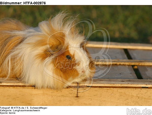 Langhaarmeerschwein / long-haired guninea pig / HTFA-002876