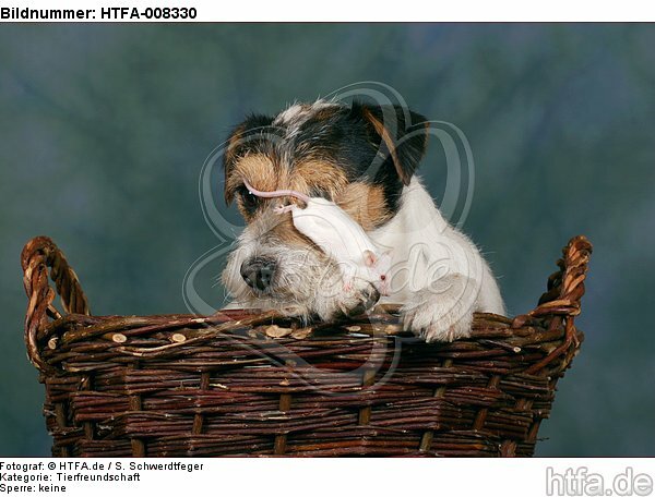 Parson Russell Terrier und Maus / dog and mouse / HTFA-008330