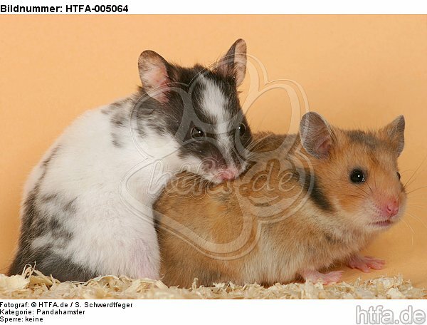 Hamster / hamsters / HTFA-005064
