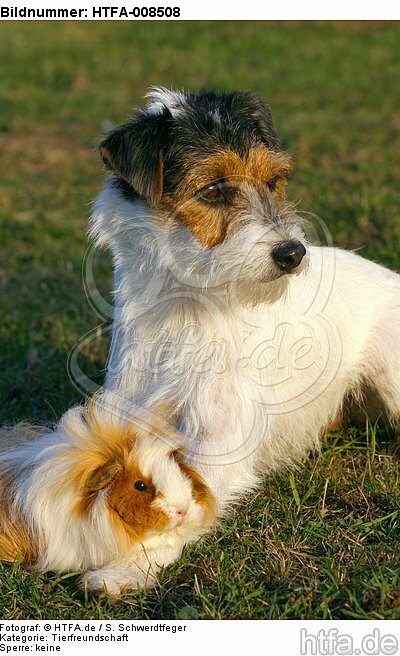 Parson Russell Terrier und Peruanermeerschwein / prt and guninea pig / HTFA-008508