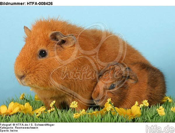 Rexmeerschwein mit Jungem / guninea pig with baby / HTFA-008426