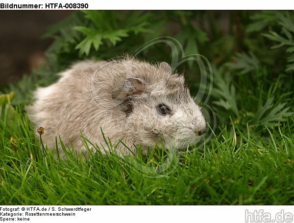 Rosettenmeerschwein / guninea pig / HTFA-008390