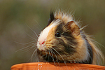 Sheltiemeerschwein / guninea pig