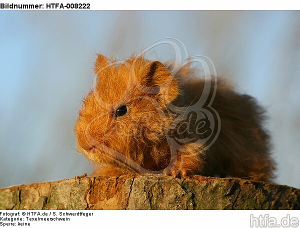 junges Texelmeerschwein / young guninea pig / HTFA-008222