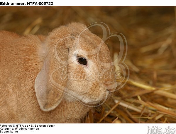 Widderkaninchen / lop-eared bunny / HTFA-005722