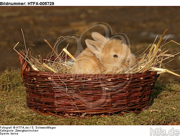 junges Zwergkaninchen / young dwarf rabbit / HTFA-005729