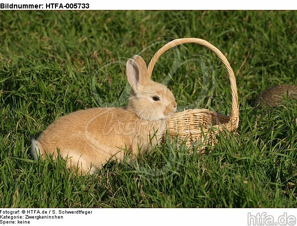 junges Zwergkaninchen / young dwarf rabbit / HTFA-005733