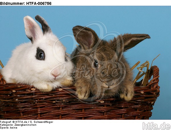 Zwergkaninchen / dwarf rabbits / HTFA-006756
