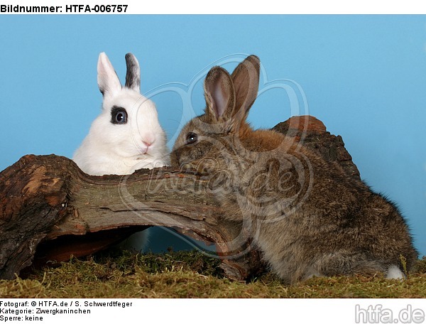Zwergkaninchen / dwarf rabbits / HTFA-006757