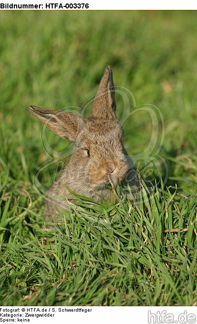 Zwergwidder / lop-eared bunny / HTFA-003376