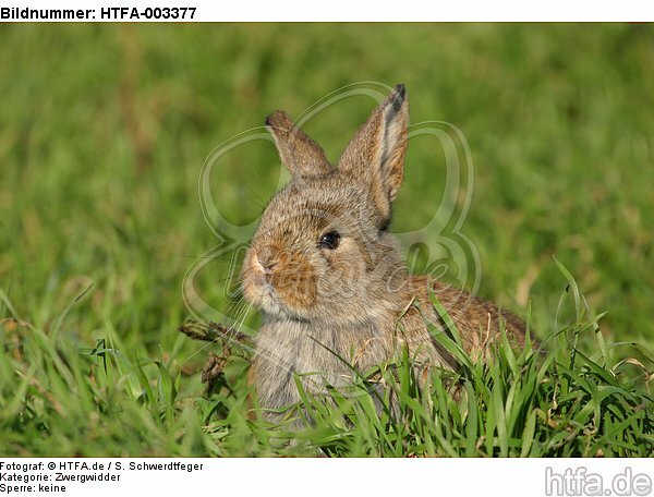 Zwergwidder / lop-eared bunny / HTFA-003377