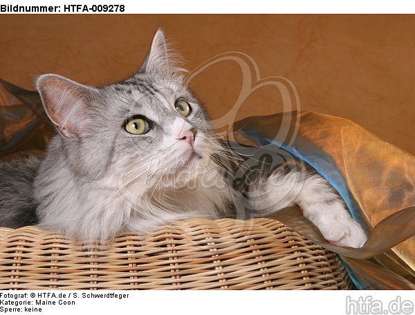 liegende Maine Coon / lying Maine Coon / HTFA-009278