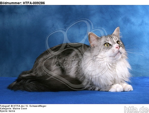 liegende Maine Coon / lying Maine Coon / HTFA-009286
