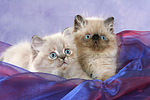 liegende Perser Colourpoint Kätzchen / lying persian colourpoint kitten
