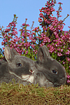 junge Zwergkaninchen / young dwarf rabbits
