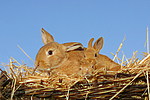 Kaninchen / rabbits