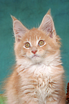 Maine Coon Kätzchen Portrait / maine coon kitten portrait