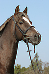 Deutscher Reitpony Hengst / pony stallion