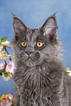 junge Maine Coon / young maine coon
