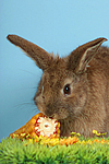 Kaninchen / rabbit