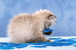 spielendes Perser Colourpoint Kätzchen / playing persian colourpoint kitten
