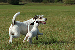 rennende Parson Russell Terrier / running PRT