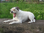 gähnender Parson Russell Terrier / yawning PRT
