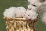 Katzenmutter mit Babys / cat with kitten