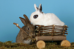 Zwergkaninchen / dwarf rabbits