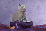 Britisch Kurzhaar K�tzchen / british shorthair kitten