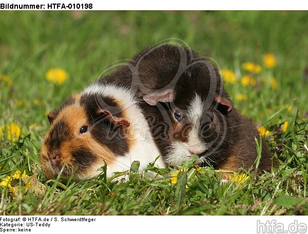 US-Teddy Meerschweine / US-Teddy guninea pigs / HTFA-010198