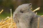 Löwenköpfchen / lion-headed bunny