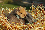 Zwergkaninchen und Löwenköpfchen / dwarf rabbit and lion-headed bunny