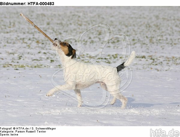Parson Russell Terrier spielt im Schnee / playing PRT in snow / HTFA-000483