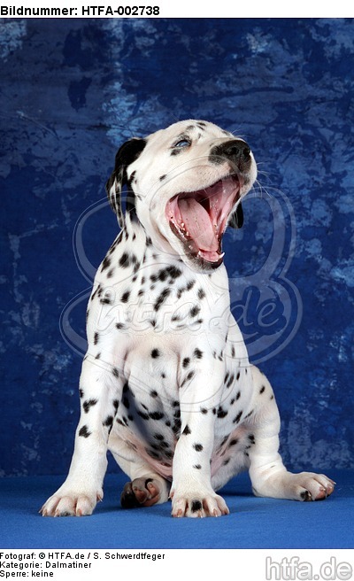 Dalmatiner Welpe / dalmatian puppy / HTFA-002738