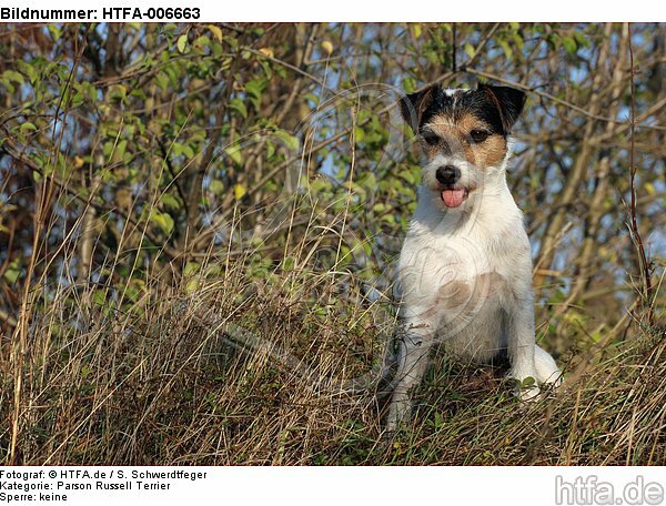 Parson Russell Terrier / HTFA-006663