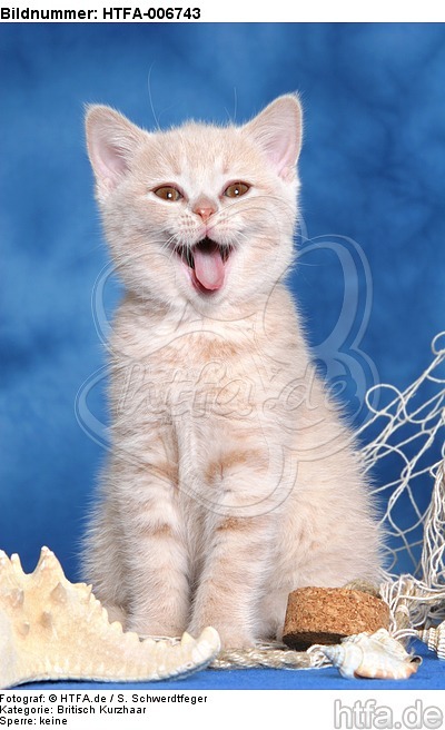 Britisch Kurzhaar Kätzchen / british shorthair kitten / HTFA-006743