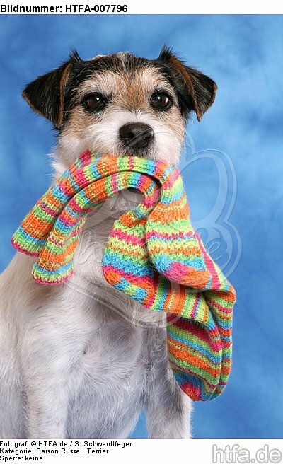 Parson Russell Terrier / HTFA-007796