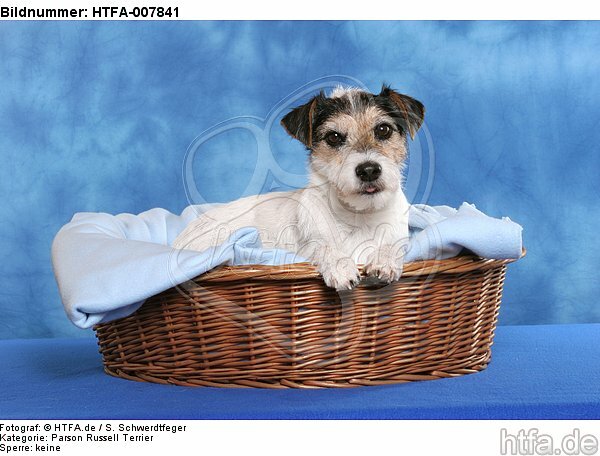 Parson Russell Terrier / HTFA-007841