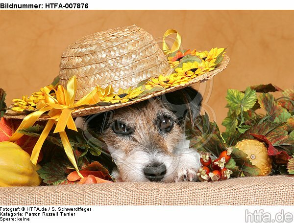 Parson Russell Terrier / HTFA-007876