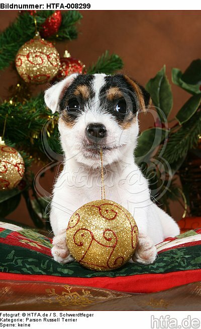Parson Russell Terrier Welpe zu Weihnachten / PRT puppy at christmas / HTFA-008299