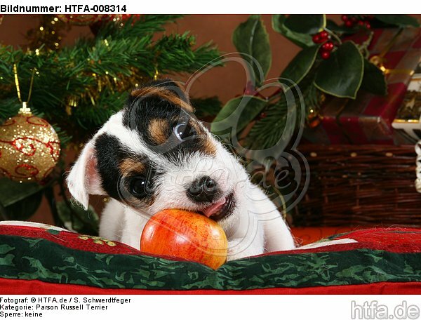 Parson Russell Terrier Welpe zu Weihnachten / PRT puppy at christmas / HTFA-008314