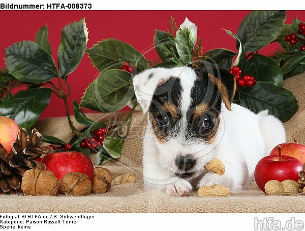 Parson Russell Terrier Welpe zu Weihnachten / PRT puppy at christmas / HTFA-008373