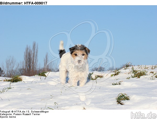 Parson Russell Terrier im Schnee / prt in snow / HTFA-009017