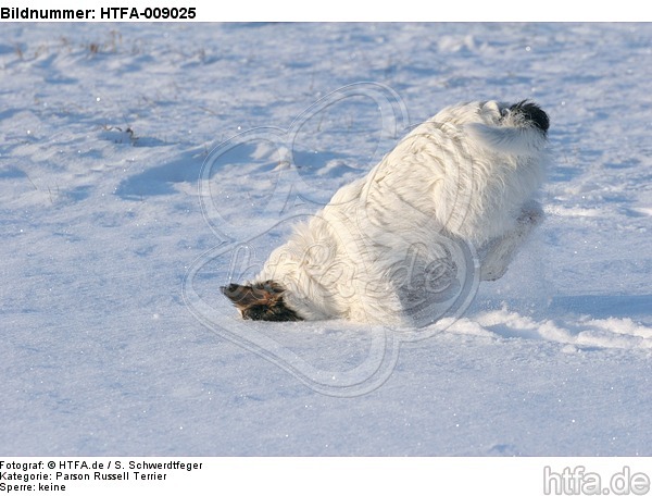 Parson Russell Terrier rennt durch den Schnee / prt running through snow / HTFA-009025
