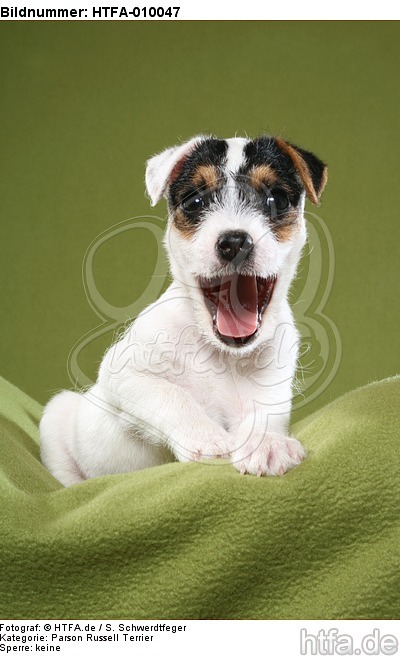 gähnender Parson Russell Terrier Welpe / yawning PRT puppy / HTFA-010047