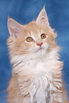Maine Coon Kätzchen Portrait / maine coon kitten portrait
